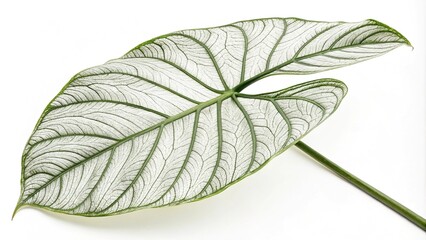 Obraz premium Detailed macro shot of a single large tropical leaf with intricate veins and texture on white background, close-up photography, foliage