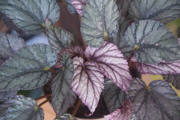 Begonia rex, begonia with vibrant ornamental leaves, Christmas plant