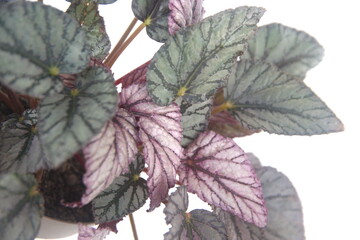 Begonia rex, begonia with vibrant ornamental leaves, Christmas plant, on white background