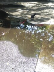 A couple of black birds walking on the water outdoorsUna pareja de p&aacute;jaros negros&nbsp; caminando sobre el agua al aire libre(9766)