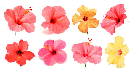 Obraz premium Collection head multicolored hibiscus flowers isolated on white background. Tropical plant. Flat lay, top view