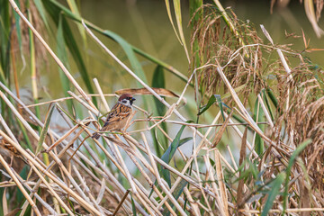 A sparrow foundA sparrow found near a stream. Passer montanus, Eurasian tree sparrow, Passer...