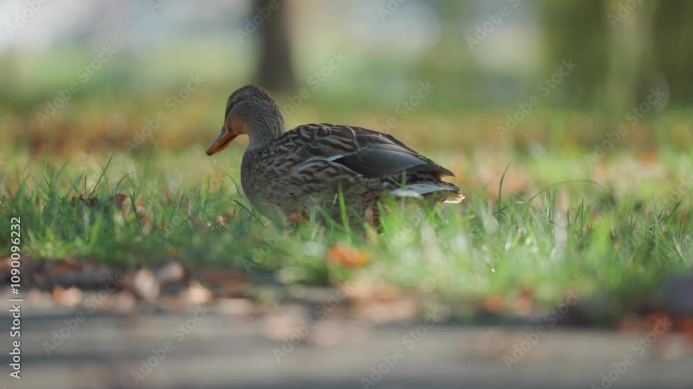 Poster close-up of a duck walking on the ground, surrounded by green grass fallen leaves, and soft autumn l