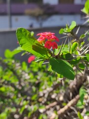 Red flower in full bloom in the springFlor roja en plena floración en la primavera(9824)