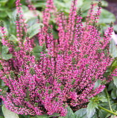 Erica carnea in bloom, the winter heath, winter-flowering heather, spring or alpine heath, species...