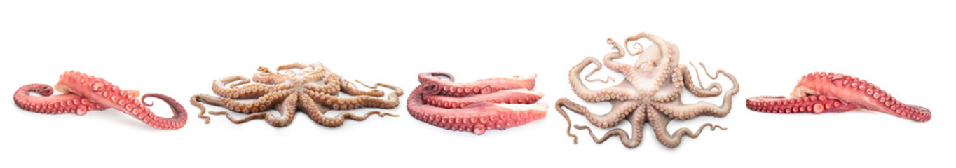Fresh raw octopus and tentacles isolated on white, collage © New Africa