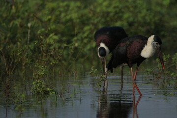 Sri Lankan Birds in the Wild, Sri Lanka 