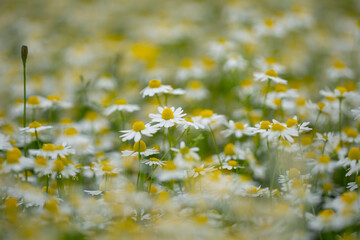 Chamomile field. Blooming medical chamomiles in field. Alternative medicine Spring Daisy. Summer flowers. Beautiful meadow. Summer background.