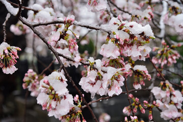 Snow falls on spring cherry blossoms, abnormal weather, Tokyo, Japan / 春の桜に雪が降る　異常気象　東京　日本