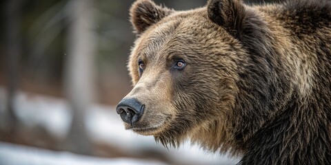 Fototapeta premium Close-up of a grizzly brown bears face with rough fur and piercing eyes set against a blurred wilderness background, close-up, fauna, mountainous