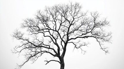 Obraz premium A single tree with branches forming a web of connections, symbolizing the interdependence and strength of diverse relationships, minimalistic style