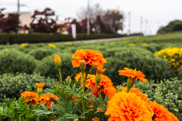あかぼり小菊の里マリーゴールドのある風景