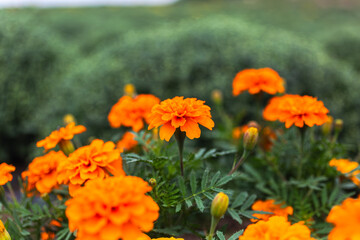 あかぼり小菊の里マリーゴールドのある風景