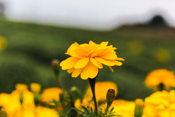 あかぼり小菊の里マリーゴールドのある風景