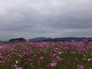 満開のコスモス色とりどりが競い合う（奈良県）日本