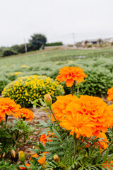 Fototapeta premium あかぼり小菊の里マリーゴールドのある風景
