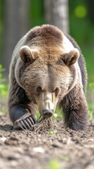 Obraz premium A bear forages in a forested area, digging in the ground for food.