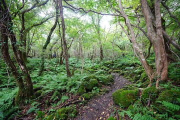 Obraz premium mossy rocks and old trees in autumn forest