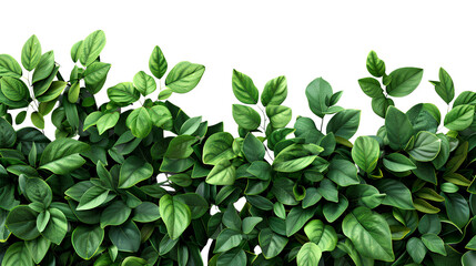 Lush Green Tropical Leaves Background for Nature and Gardening Themes, Perfect for Organic Designs, Book Covers, and Eco-Friendly Projects, Isolated on Black