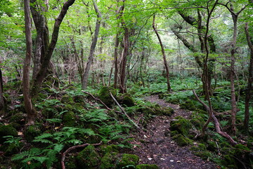 Obraz premium mossy rocks and old trees in autumn forest