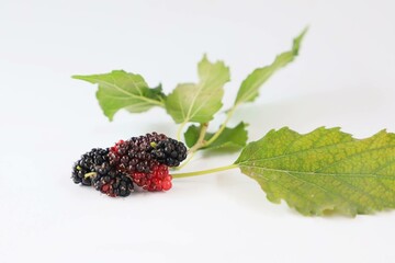 blackberry with leaves on a white background