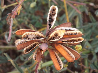 Obraz premium Flowers, fruits and seeds The beauty that is easy to find that nature has created around us.