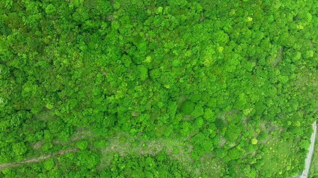 空撮、森林、風景、景色、自然、環境、真俯瞰、ドローン、真上、山林、樹木、木々、樹海、原生林、大自然、杉林、SDGs、新緑、大地、グリーン、エコロジー、エコシステム、地球環境、環境保護、気候変動、サステナブル、持続可能な開発目標、サステナビリティ、ESG投資、CSR、林業、植林、環境問題、クリーン、グリーンカーボン、地球、レジリエンス、緑化、ハイアングル、景観、上から見た、見下ろす、鳥瞰図、脱炭素社