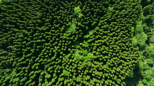 森林、空撮、環境、サステナビリティ、ドローン、真俯瞰、真上、自然、エコロジー、SDGs、樹木、木々、樹海、新緑、大地、グリーン、エコシステム、地球環境、環境保護、気候変動、サステナブル、持続可能な開発目標、ESG投資、CSR、TCFD、環境問題、社会、クリーン、グリーンカーボン、地球、光合成、二酸化炭素、酸素、サステイナブル、サスティナブル、持続可能性、レジリエンス、俯瞰、ハイアングル、鳥瞰図、パ