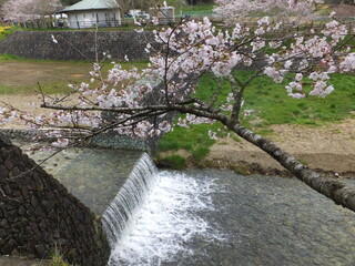 桜の満開時可愛い花びらと滝の流れに（奈良）