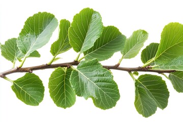 High-quality, isolated fresh green fig leaves on a branch against a white backdrop. Generative Ai