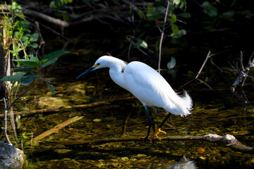Snowy Egret Egretta thula ORDER: Pelecaniformes FAMILY: Ardeidae