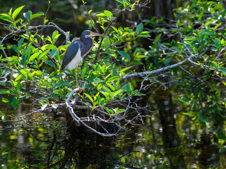 Tricolored Heron Egretta tricolor ORDER: Pelecaniformes FAMILY: Ardeidae