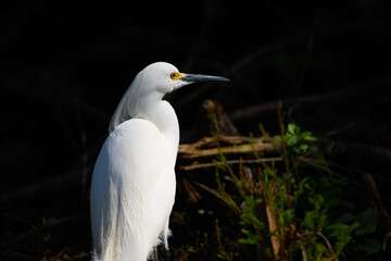 Snowy Egret Egretta thula ORDER: Pelecaniformes FAMILY: Ardeidae