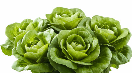 Fototapeta premium A Close-Up View of Fresh Green Lettuce Heads with Delicate, Rosette-Like Leaves, Beautifully Arranged for a Stunning Visual Display of Nature's Beauty.