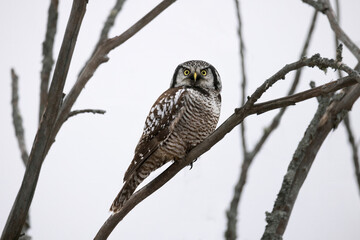 Obraz premium Northern hawk owl Surnia ulula sitting in a tree on a cold gray December day in northern Ontario Canada