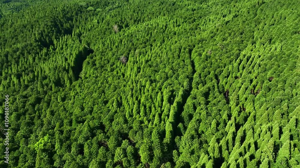 Poster 森林、空撮、風景、景色、自然、環境、ドローン、SDGs、サステナビリティ、山林、樹木、グリーン、農村、林業、農業、裾野、杉林、原生林、樹海、俯瞰、ハイアングル、展望、パノラマ、鳥瞰図、上から見た、見下ろす、景観、迫力、新緑、大地、エコロジー、エコシステム、地球環境、環境保護、気候変動、サステナブル、持続可能な開発目標、グリーンカーボン、レジリエンス、木々、植林、植物、飛行、材木、地球、旅行、観光、