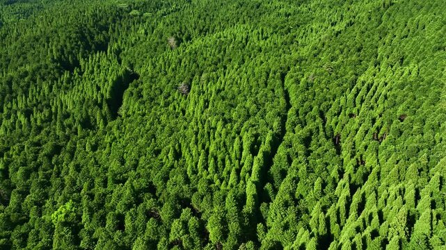 森林、空撮、風景、景色、自然、環境、ドローン、SDGs、サステナビリティ、山林、樹木、グリーン、農村、林業、農業、裾野、杉林、原生林、樹海、俯瞰、ハイアングル、展望、パノラマ、鳥瞰図、上から見た、見下ろす、景観、迫力、新緑、大地、エコロジー、エコシステム、地球環境、環境保護、気候変動、サステナブル、持続可能な開発目標、グリーンカーボン、レジリエンス、木々、植林、植物、飛行、材木、地球、旅行、観光、