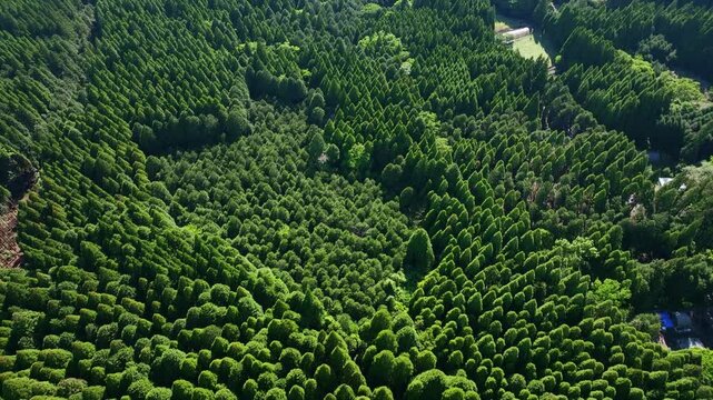 森林、空撮、杉、真俯瞰、ドローン、真上、樹木、木々、樹海、自然、環境、エコロジー、サステナビリティ、新緑、大地、グリーン、エコシステム、地球環境、環境保護、気候変動、サステナブル、SDGs、持続可能な開発目標、ESG投資、CSR、TCFD、環境問題、社会、クリーン、グリーンカーボン、地球、光合成、二酸化炭素、酸素、サステイナブル、サスティナブル、持続可能性、レジリエンス、俯瞰、ハイアングル、鳥瞰図