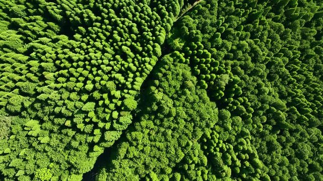 森林、空撮、風景、景色、自然、環境、ドローン、SDGs、サステナビリティ、山林、樹木、グリーン、農村、林業、農業、裾野、杉林、原生林、樹海、俯瞰、ハイアングル、展望、パノラマ、鳥瞰図、上から見た、見下ろす、景観、迫力、新緑、大地、エコロジー、エコシステム、地球環境、環境保護、気候変動、サステナブル、持続可能な開発目標、グリーンカーボン、レジリエンス、木々、植林、植物、飛行、材木、地球、旅行、観光、
