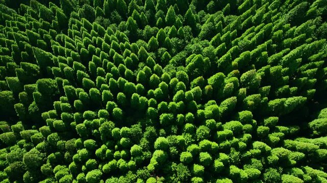 森林、空撮、環境、サステナビリティ、ドローン、真俯瞰、真上、自然、エコロジー、SDGs、樹木、木々、樹海、新緑、大地、グリーン、エコシステム、地球環境、環境保護、気候変動、サステナブル、持続可能な開発目標、ESG投資、CSR、TCFD、環境問題、社会、クリーン、グリーンカーボン、地球、光合成、二酸化炭素、酸素、サステイナブル、サスティナブル、持続可能性、レジリエンス、俯瞰、ハイアングル、鳥瞰図、パ
