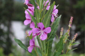 Fototapeta premium flowers in the garden
