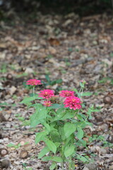 red rose on the ground