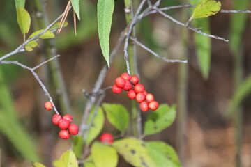red currant bush