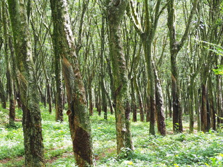 Naklejka premium Para Rubber Tree are planted in long rows to facilitate collection of latex. Rubber trees are grown in rubber plantations southern Thailand. Each tree has a latex collection cup hanging from it 
