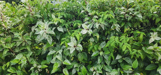 Obraz premium Snowflake Hibiscus has variegated leaves that are green and have white spots. The edges of leaves are serrated like saw. The queen of tropical flowers. ornamental plant with beautiful leaves. 