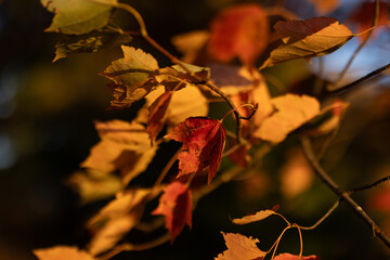 autumn leaves