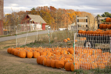pumpkins on a farm