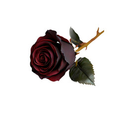 Dark Red Velvet Rose on White  Background Close-up of a Single Bloom