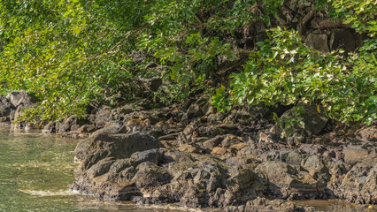 Obraz premium A family of crab-eating macaca fascicularis frolic on the riverbank. Adult monkeys and baby are sitting on the rocks. Green vegetation is nearby. Mauritius. Grand River South East 