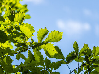 Obraz premium Oak branches with green and yellow leaves in autumn park.